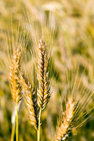 agricultural fields with fresh ripened dry cereals that ripen to harvest grain, eastern Europeの写真素材
