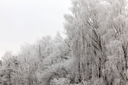 winter landscape with different types of trees covered with white snow and frost in the winter...