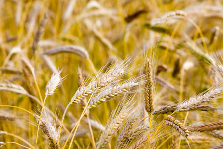 yellowing wheat in summer, a field of agricultural cereals that are almost ripe and ready for...