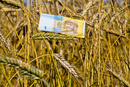 one Ukrainian hryvnia, the paper money lies on ripe wheat, business in agriculture in Europe