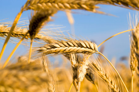 sunlight brightly illuminating spikelets of an agricultural field with ripened cereals, wheat or...