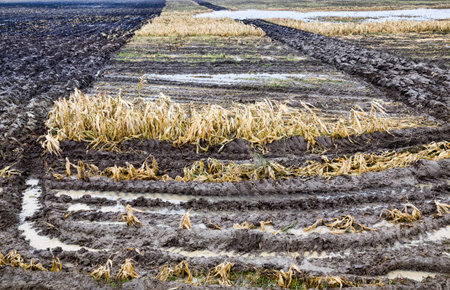 dirt and ruts from harvesters after harvesting corn, autumn in the agricultural field where corn is harvested for animal feed or sweet corn for humansの写真素材
