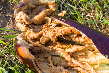 ripe purple eggplant on green grass rotted in the field, agriculturalの写真素材