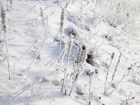 snow and ice covered dead grass in winter season, beautiful nature and specific features of winter weather in the wildの写真素材