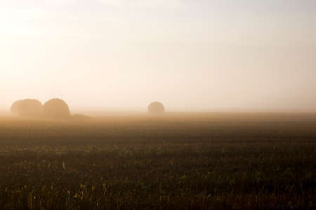beautiful sunrise in the agricultural field with haystacks of straw illuminated with yellow light, beautiful nature in a foggy morning. Stacks of wheat or ryeの写真素材