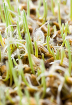 sprouted green young grass in summer or spring, Sunny bright weatherの写真素材