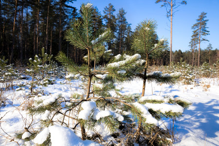 The place of cutting down and planting new pine trees, in the winter season there is white snow...