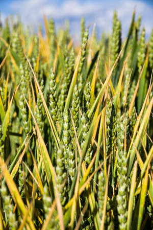 real organic green wheat field in late spring or early summer, agricultural field with high yield, Eastern Europe, wheat is not yet ripeの写真素材