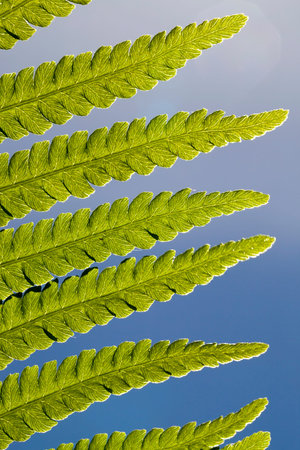Lit by sunlight with a fresh green leaf of a fern against a blue sky, summertime, details of plants.