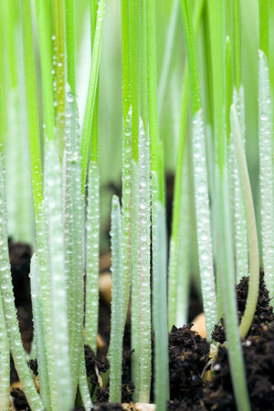 wheat or rye on a young agricultural field in the spring, the plants are green and not ripe, Sunny...