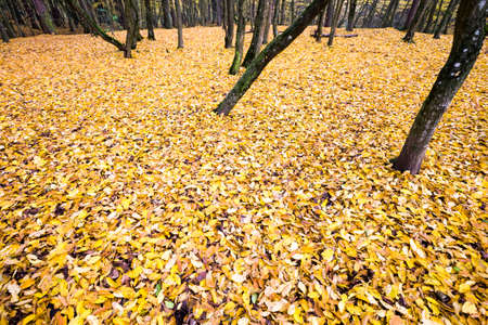 the dull weather in the autumn season in nature, the land is covered with dark orange foliage, real nature with the trunks of old treesの写真素材