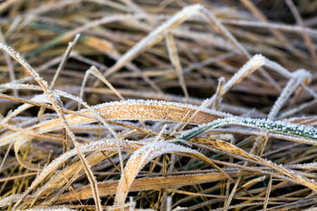 wild field with grass growing on it that was dry and frozen during the winter season, covered with snow and frostの写真素材