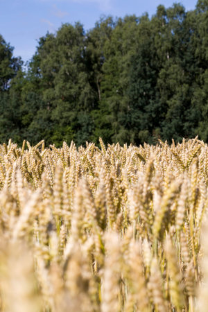 sunlight brightly illuminating spikelets of an agricultural field with ripened cereals, wheat or...
