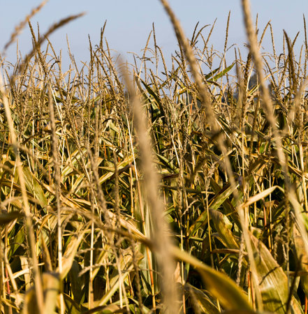 agricultural field with dry corn and ripe cob plants for harvesting and harvesting, organic farmingの写真素材