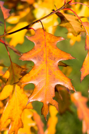 an oak that changes color to rusty trees during the autumn season, close-up of a single oak tree...