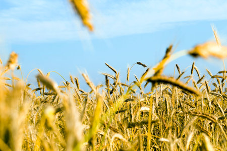summer agricultural field on which grows rye or wheat of yellow color with golden hues, real farming...