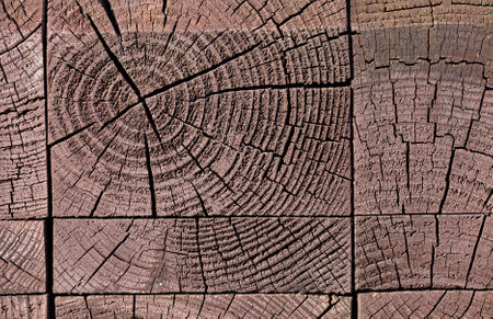 a large number of dyed trees are combined together in one structure, close-up, annual rings are visibleの写真素材