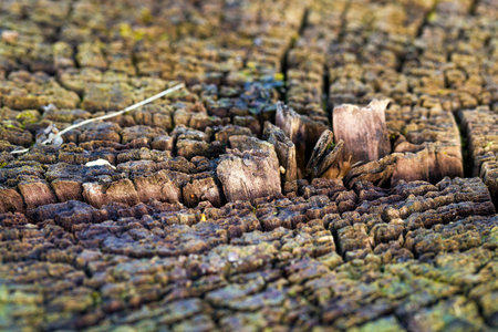 old rotting and decaying tree stump, close - up in nature