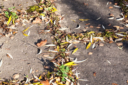 concrete slabs on the road covered with grass in the autumn season, part of the old pedestrian road