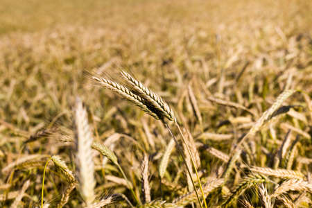 agricultural fields with fresh ripened dry cereals that ripen to harvest grain, eastern Europeの写真素材