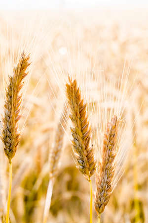 yellowing wheat in summer, a field of agricultural cereals that are almost ripe and ready for harvestの写真素材