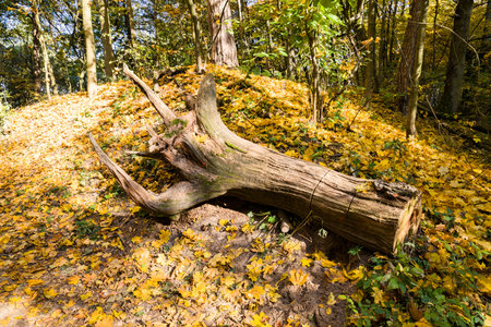 torn from the ground and dried up trunk of a huge tree on a hill, close-up or landscape for the...