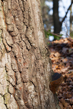 tree trunk against yellowed foliage in the autumn season, wildlife forest or reserve