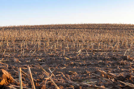 stubble on an agricultural field in the autumn season, sunset timeの写真素材