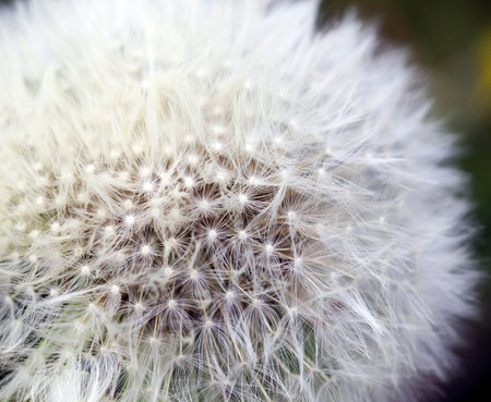 beautiful white dandelion flower with parachutes in the spring season on a meadow