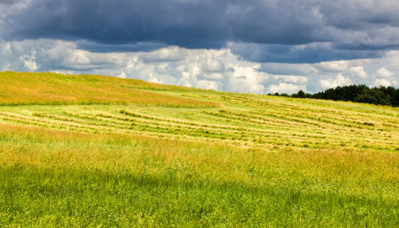the summer landscape with green immature rapeseed, agricultural fields, rapeseed is ripe and part of...