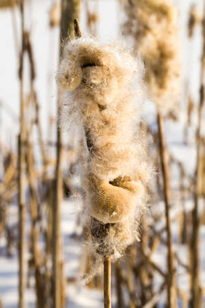 frosty winter morning and old Mature lush reeds in the winter season, close-up of plants growing on the shore of a lake or swampの写真素材