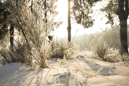 bright Park and Sunny weather, Sunny day and light illuminates crystals of snow and frost on the...
