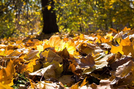 foliage lying on the ground in early autumn, beautiful nature during autumn leaf fall in nature,...