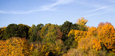 young forest with deciduous trees in autumn illuminated by sunlight and with dark shadows from the sun, landscape with beautiful real nature before leaf fall time, Indian summerの写真素材