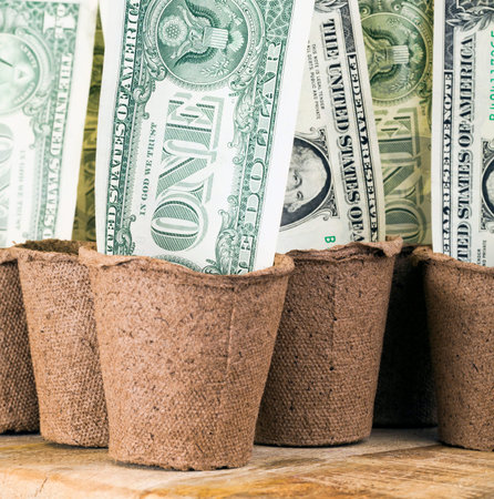 American cash dollars folded in seedling paper pots, close-up money in agriculture concept
