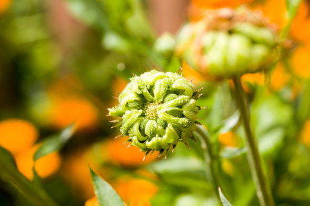 beautiful orange calendula flowers on the background of other flowers in the garden, close-upの写真素材