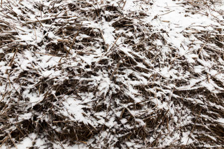 old straw covered with snow in winter, cold frosty weatherの写真素材