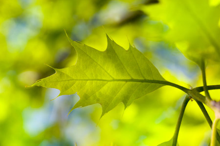 lonely growing trees with green foliage in the summer period of the year, there comes a Sunny...