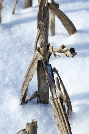 agricultural field with frozen and dried plants in winter, cold frosty winter weather, outdoor recreationの写真素材