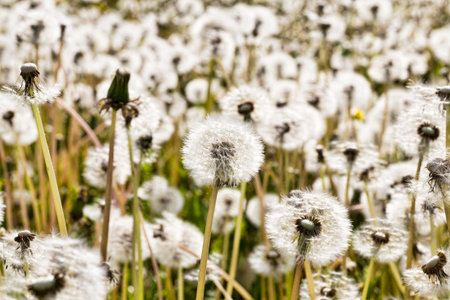 pasture with grass and with beautiful live white dandelions in the spring season, beautiful real nature in the countrysideの写真素材
