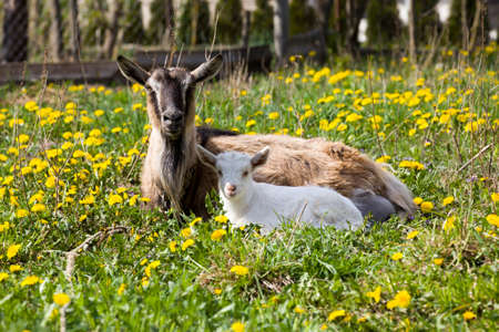 old goat with baby white lying on the green grass along with yellow flowering dandelions, Petsの写真素材