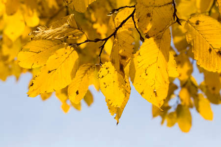 fully yellowed leaves on the trees in the autumn, beautiful nature is real, sad moodの写真素材