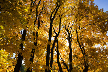 yellowed leaves of trees in autumn, beautiful autumn nature in Sunny weather, bright photography