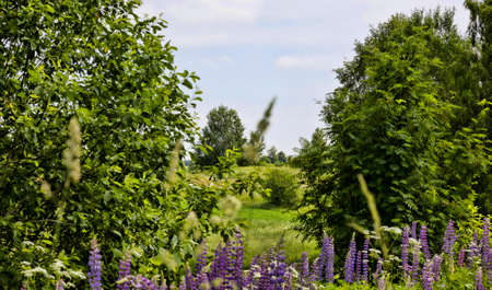 beautiful lupine flower blue closeup real features of nature in the spring time of the yearの写真素材