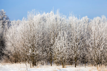 snow covered deciduous birch trees in winter, white snow lies everywhere on the tree, blue sky