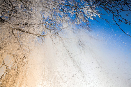 snow covered deciduous birch trees in winter, white snow lies everywhere on the tree, sunset,...