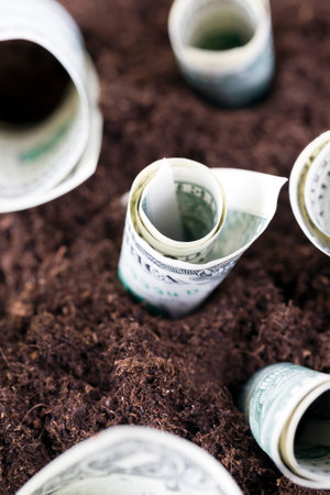 cash American dollars banknotes on the black fertile soil of an agricultural field, close-up
