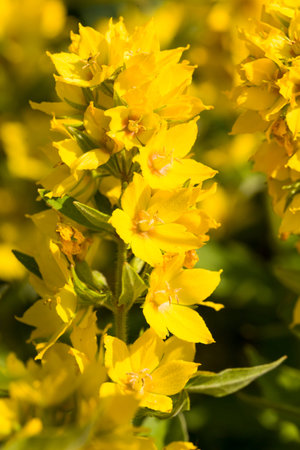 beautiful flower of yellow color on the branches of a Bush, the real nature in the spring time of...