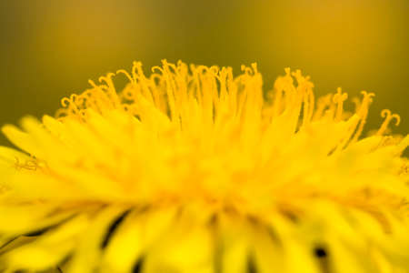 real wild yellow beautiful dandelions in the field with green grass in the spring field close-up, meadow flowersの写真素材