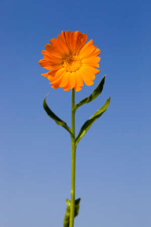 beautiful calendula growing in the field in the spring time of the year, real nature, flowers are used in medicineの写真素材